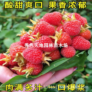 �t��ݮ���ش��p�����Sݮ���\�����������Ϸ��������Ե��ԝ{������