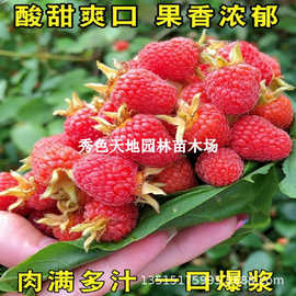 红树莓苗特大双季黑黄莓灯笼果覆盆子苗南方北方盆栽地栽浆果树苗