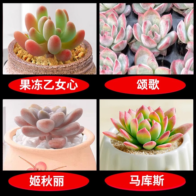 젤리 오토메 하트 + 캐러드 + 지 치우리 + 마커스