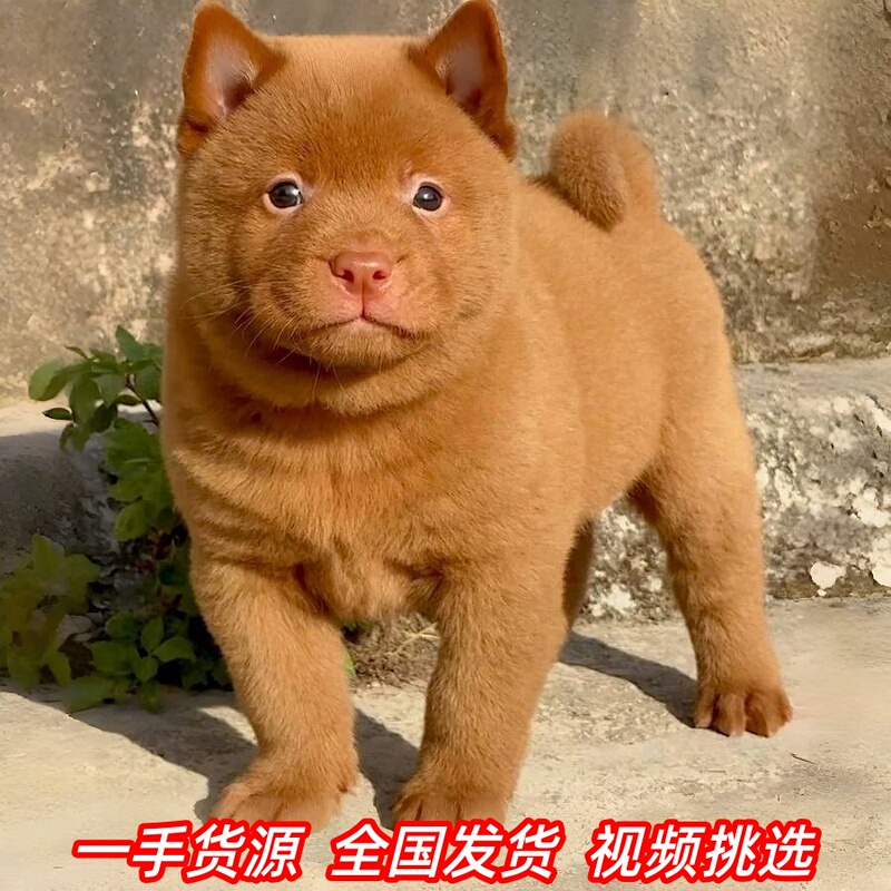 Purebred Five-Red Dog, Guangxi Native Hunting Dog, Five-Black Dog, Tiger Head, Tiger Spots, Red Native Dog, Guard Dog for Home and Garden, Chinese Farm Dog