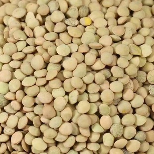 ������؛�G�ⶹС�ⶹ�r�ұⶹ�Ӹ��㶹�ɰlѿ����F؛һ�����l