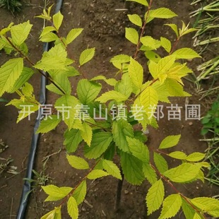 Supply of Gold Leaf Elm Leaf Plum Container Seedlings Gold Leaf Small Peach Red Elm Leaf Branches Cuttings Small Saplings Cup Seedlings Grafted Seedlings