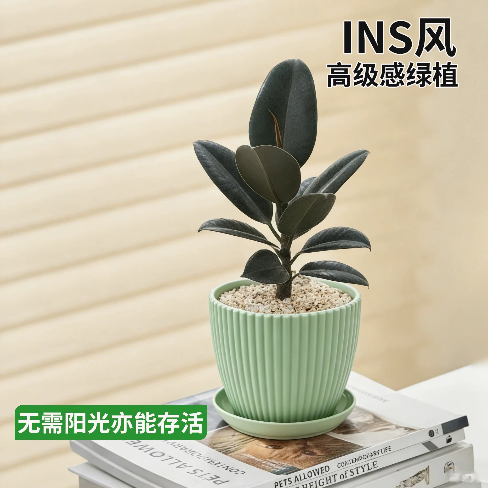 [desktop recommendation] black king kong 15-25cm + simple green pot