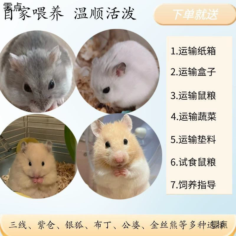 Бесплатная доставка, хомяки, гномы, трехлинейный пудинг, фиолетовый склад, серебряная лиса, легко держать, золотой медведь, рисовый медведь, тигровый узор, дешево