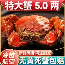 螃蟹大闸蟹鲜活大六月黄现5.0海鲜水产礼盒6/20只一件批发独立站