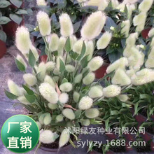 ���l�s����β�ݷN��С������β���ͺ��͟��o�����ݿ羳���N��