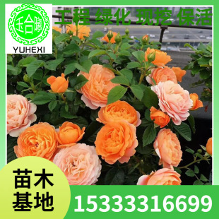 European Rose Seedlings, Vine Rose Flower Seedlings, Potted Fruit Juice Balcony, Gabriel Archangel Blueberry Cake Indoor Balcony
