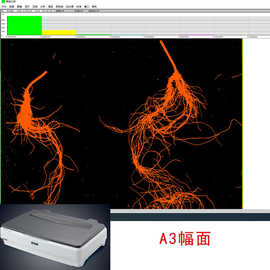 植物根系分析系统根系分析仪根系图片仪根系图像扫描仪
