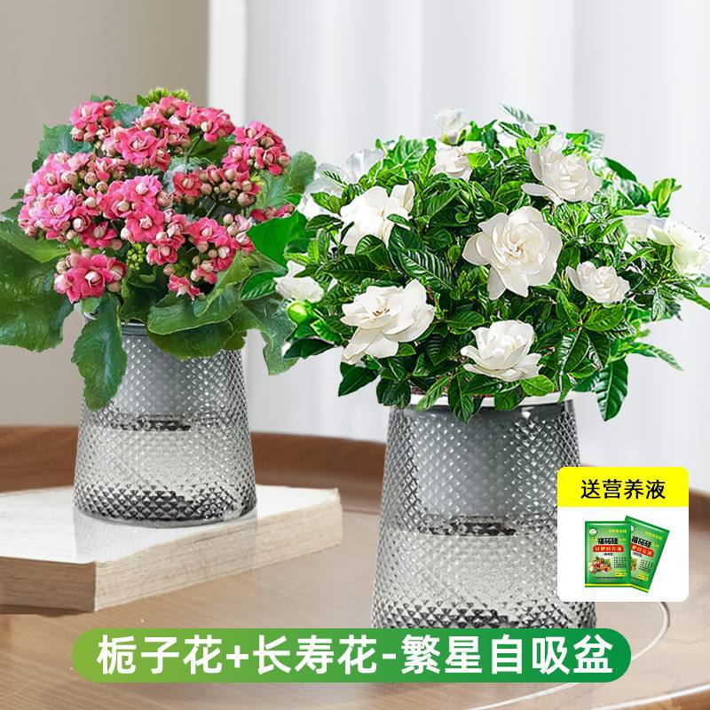 [꽃조합] 치자나무 + 칼라비나(색상 랜덤) (별이 빛나는 화분) + 캠프