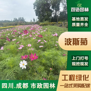 Cosmos Seedlings Sichuan Garden Courtyard Greening Landscape Wildflower Perennial Park Grass Seeds Gesang Flower Plants