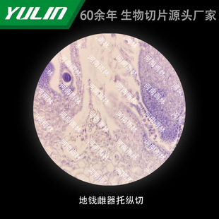 Longitudinal cutting of ground money female device holder University Medical College Histopathological paraffin slide specimen microscope