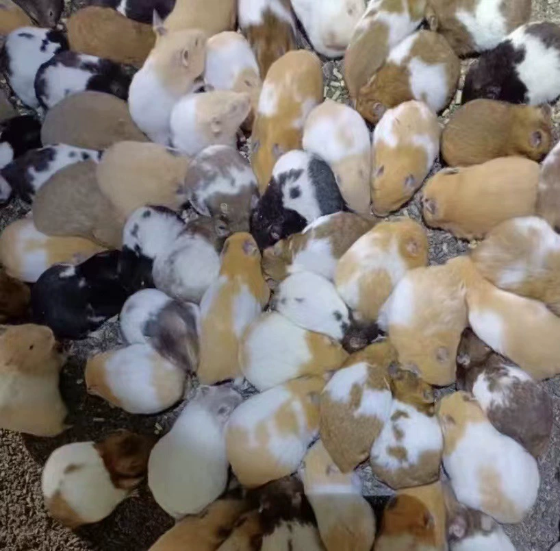 Live dwarf hamster, assorted coat colors and lengths, 0.01 kg, ~5 cm small pet