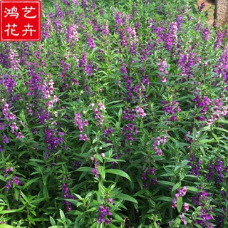 香彩雀盆栽小苗苗圃基地直供工程园林市政绿化时令花卉草花杯苗