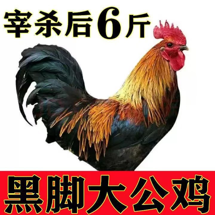 山东老公鸡土鸡农家散养笨公鸡新鲜鸡肉整只现杀走地鸡草鸡柴鸡家