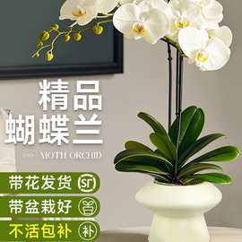 蝴蝶兰盆栽带花苞花剑兰花卉苗室内客厅阳台绿植物四季好养活