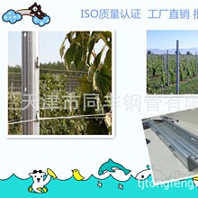 猕猴桃专用高强度 镀锌钢带支架 架子 棚架 水泥桩柱代替品桩柱