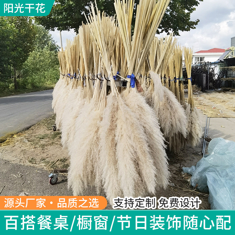 厂家批发芦苇干花拂尘永生花狗尾巴草小芦苇麦穗兔尾草亚马逊跨境