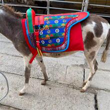 �¿��P�T�R��ë�HС���Rͨ���R����һ�����R��ِ�������ɫ�S�C�l