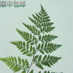 Natural High Goat Teeth 10 Fresh Leaves Kunming Flowers Yunnan Straight Hair with Flowers and Leaves Real Flowers Home Art Flower Arrangement
