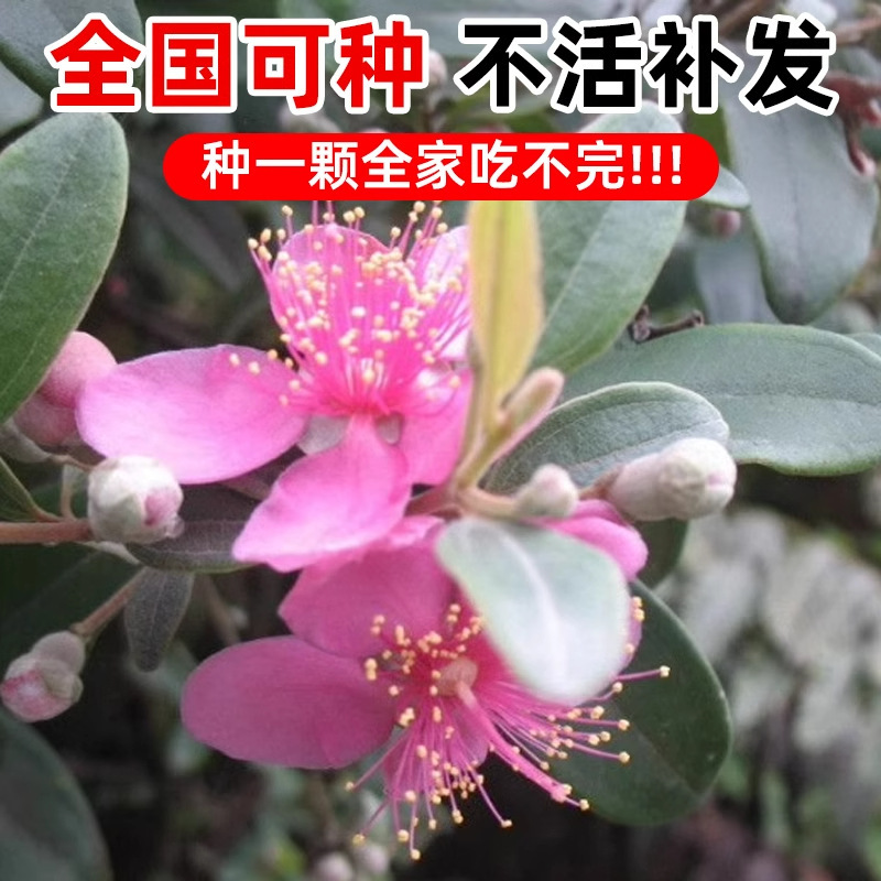 桃金娘种子捻子种子山棯树苗盆栽乌稔子果苗菍子种子芳香林木种子