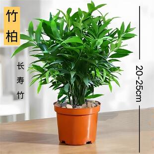 Bamboo and Cypress Potted Indoor Living Room Balcony Air Purifying Mosquito Repellent Plant Hydroponic Lazy Green Plant Flower Easy to Care for