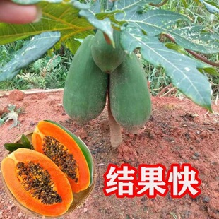 �V��ľ�Ϙ���t����������ţ��ˮ��ľ�Ϙ����Ϸ��ļ�����Y��