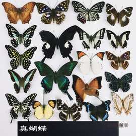 A-品相真蝴蝶标本未展翅原蝶杂蝶昆虫幼儿园教学收藏摄影道麦太保