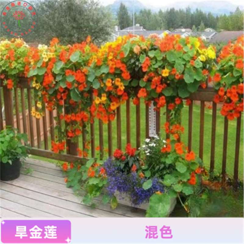 Semillas de girasol, semillas de flores de cuatro estaciones, jardín interior y exterior, balcón para ver semillas de flores ornamentales