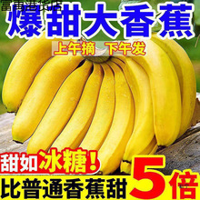 W10斤高山大香蕉当季新鲜水果芭蕉香蕉香甜又好吃包邮5整箱2斤批