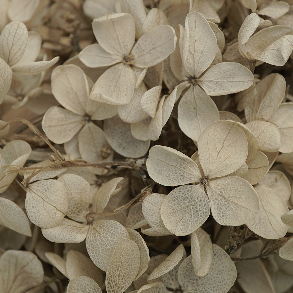 Flores Secas de Hortensia Preservadas A+, Fabricante de Flores Frescas Preservadas, Venta al por Mayor, Caja de 20g, Hortensia de Hoja Mediana Preservada