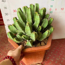 ������ֱ����С���Ի��ܾGֲ�҃ȶ���ֲ�� �Ӽ�ֲ��  �׽�����