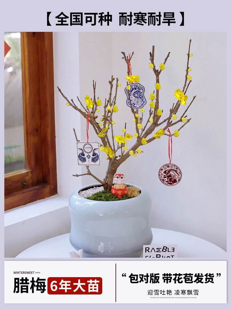 6년생 [향이 강한 수신 윈터스윗 접목] + 특수비료 (개화기에는 꽃이 피고, 재발생하지 않음)