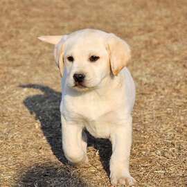 纯种拉布拉多幼犬活体纯种 拉布拉多批发价格 金毛犬幼犬活物幼崽