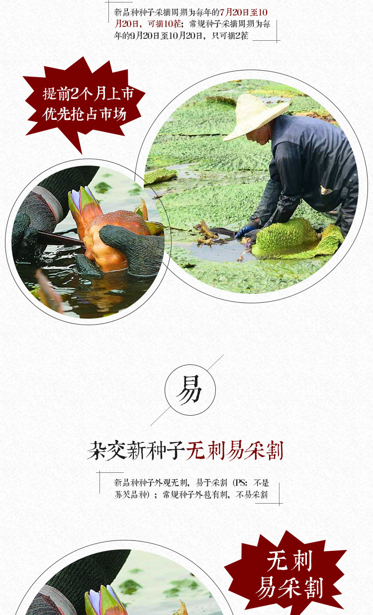 Qian Shi Gorgon Fruit Seeds Euryale Ferox Hybrid Variety Thin Shell Large Seed High Yield overview