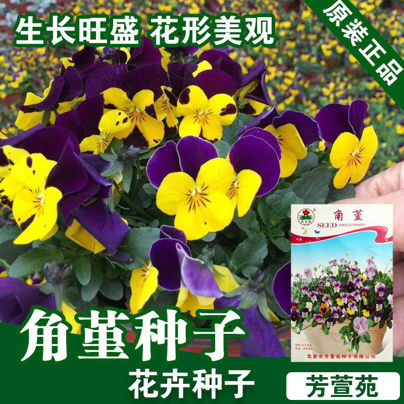 角堇花种子角堇花籽鲜花种子花卉种子花种花籽种子批发