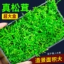 植物松茸造景鱼缸