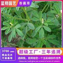 ʳ���㶹�����A������ҲݷN�������������{�Ϸ�����J�����ļ�