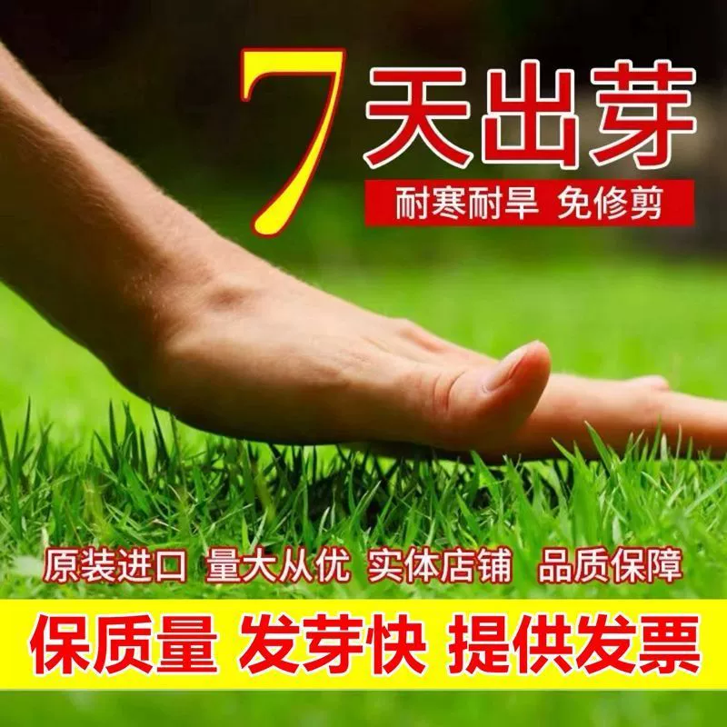 Семена газонных трав: низкорослые вечнозеленые для двора, без обрезки, для защиты склонов, люцерна, трава с зубцами, газонные семена для зеленения.