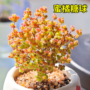 名贵稀有绿植球肉盆栽品种番杏好养活花卉植物糖植枝干-阿里巴巴
