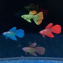 鱼缸仿真海马金鱼斗鱼孔雀鱼硅胶鱼假观赏鱼模型水族箱造景装饰