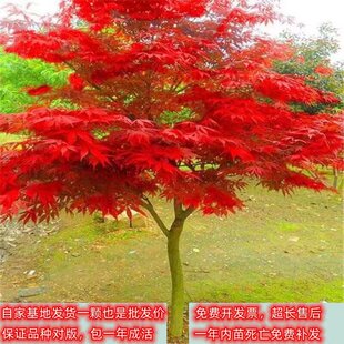 һ�����l�t�������ļ��t�ձ��t���t�輧�辰���������t�����ͥԺ