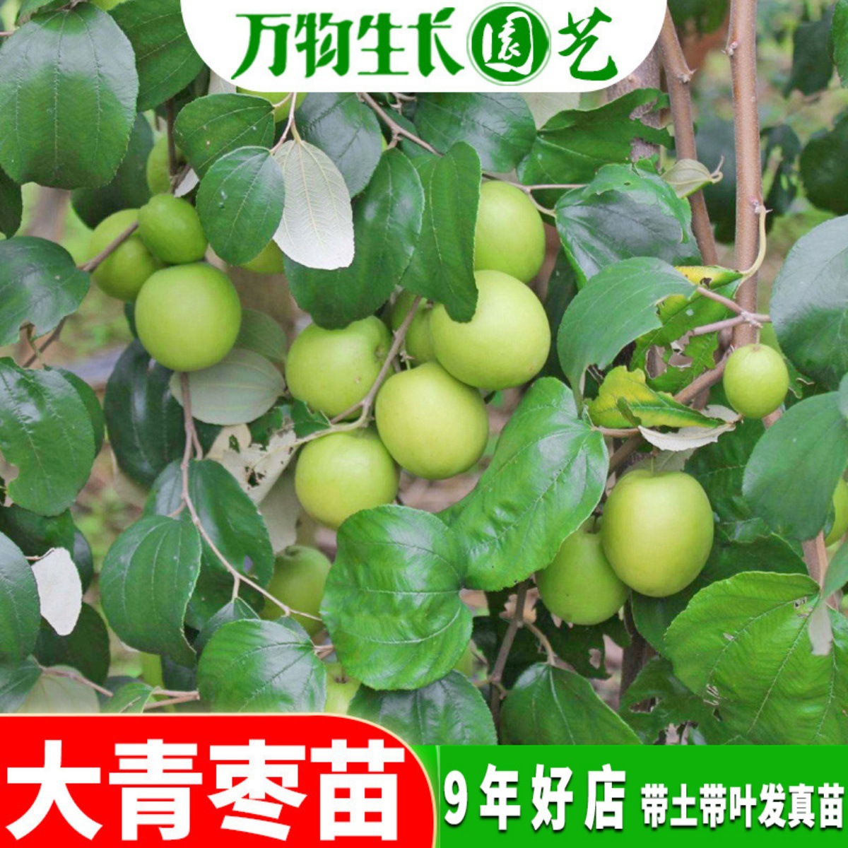 台湾大青枣树苗蜜丝枣苗青枣苗阳台庭院果树苗嫁接枣子苗当年结果