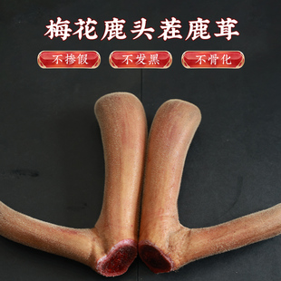 Fresh Deer Antler Slices Whole Head Male Herbal Wine Ingredients Free Shipping Bulk Wholesale Food Health Care