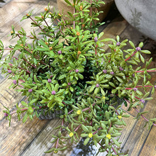 ��Ʒ���з����R�X�{��r��ֲ���ķ�ײ�ˮ���~���bݳ�����