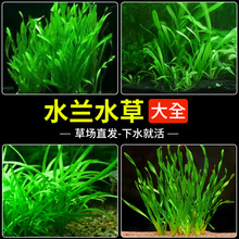 水兰水草植物鱼缸大小细叶扭兰古法养鱼阴性水草草缸水培植物造景