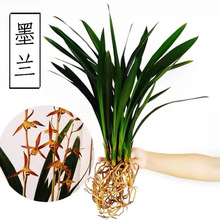 �����m������ī�m��ڈ�q�m���~�m�������İ�ī�͏d�̨�Gֲ����