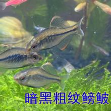 冷水原生鱼虾虎清道夫棒花鱼济南鳑鲏暗黑粗纹鳑鲏观赏鱼淡水宠物