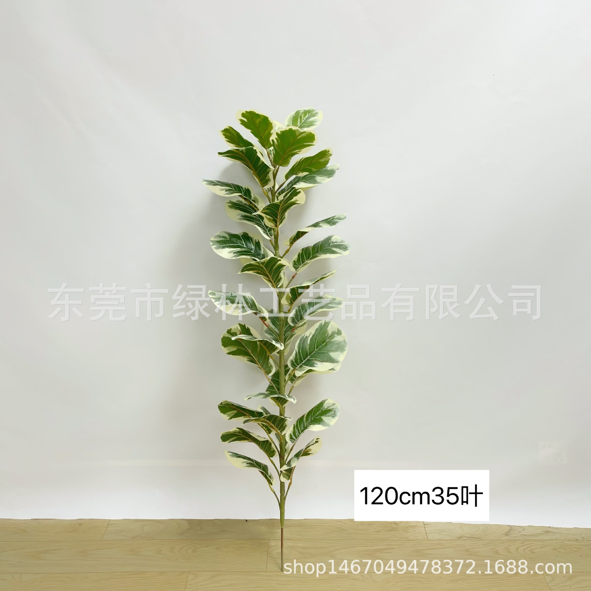 흰색 가장자리 120cm35 잎
