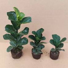 ���~�žGֲ�������҃ȿ͏d�̨��ݗ������՚���B����~ֲ���辰