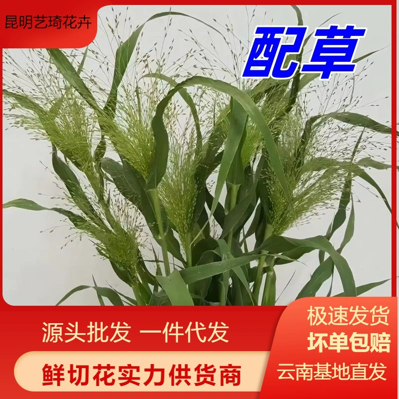 Соответствующая трава Юньнань База Цветы Оптовая продажа Букет роз Одинаковые украшения дома Макет сцены Украшение окружающей среды Бесплатная доставка